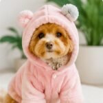 Pet Apparel