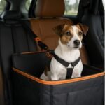 Pet Safety
